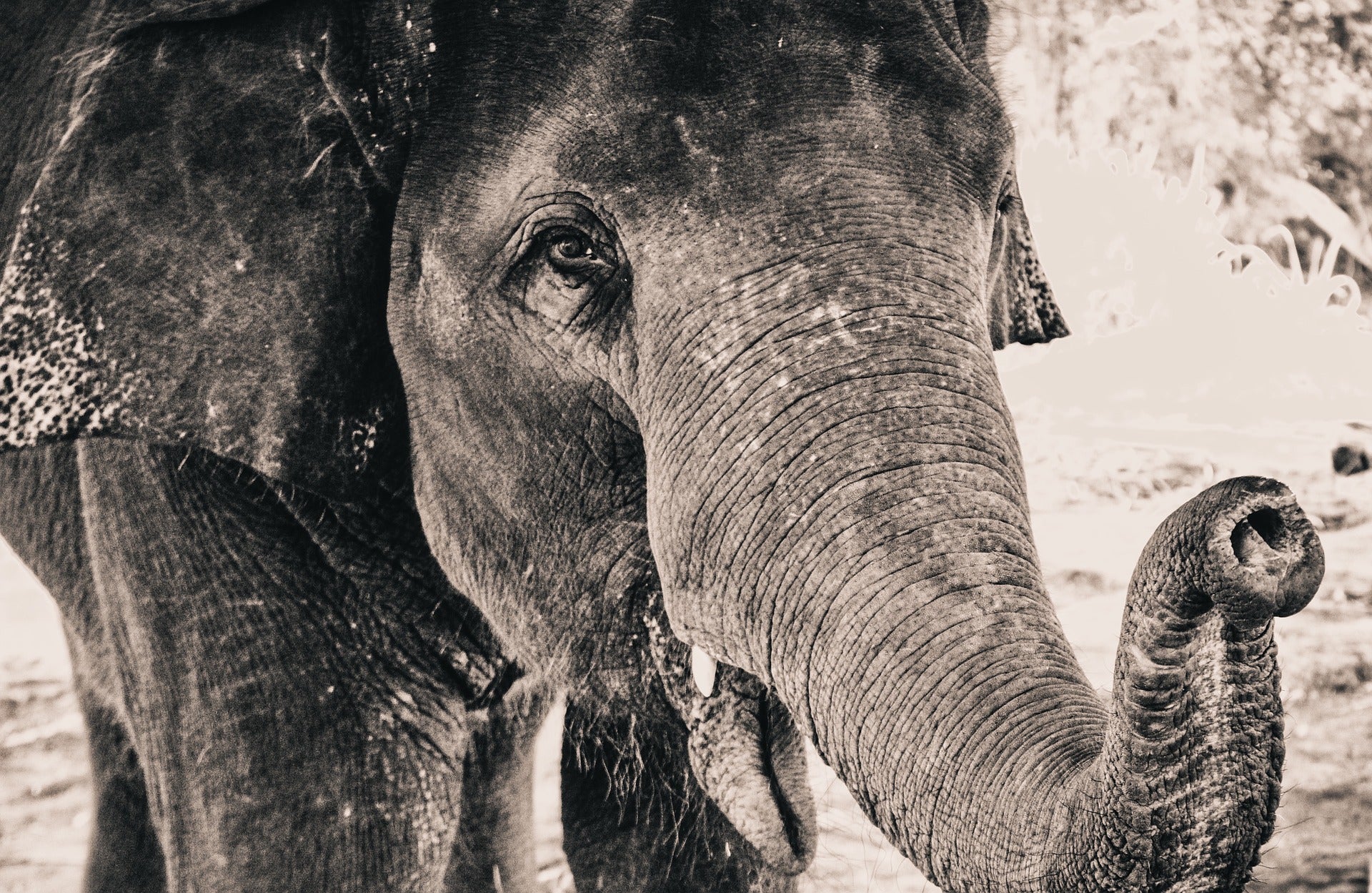 How to Ensure A Great Mind. Picture of a beautiful elephant