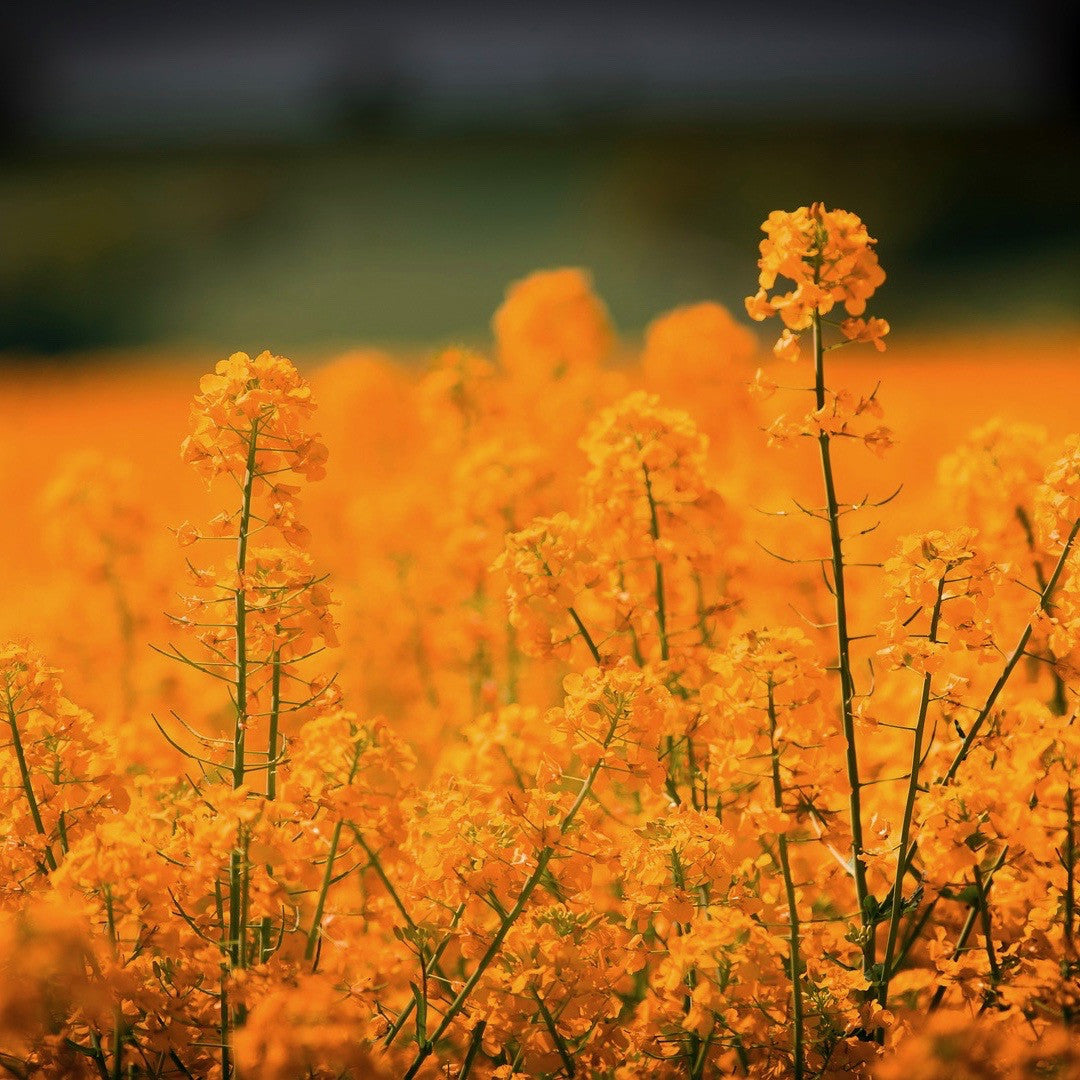 why do you go to work? - Yoga and Meditation