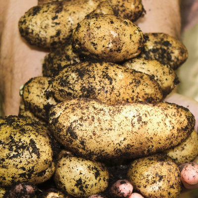 Mash Potatoes -  Pav Bhaji Style, Vegan Comfort Food