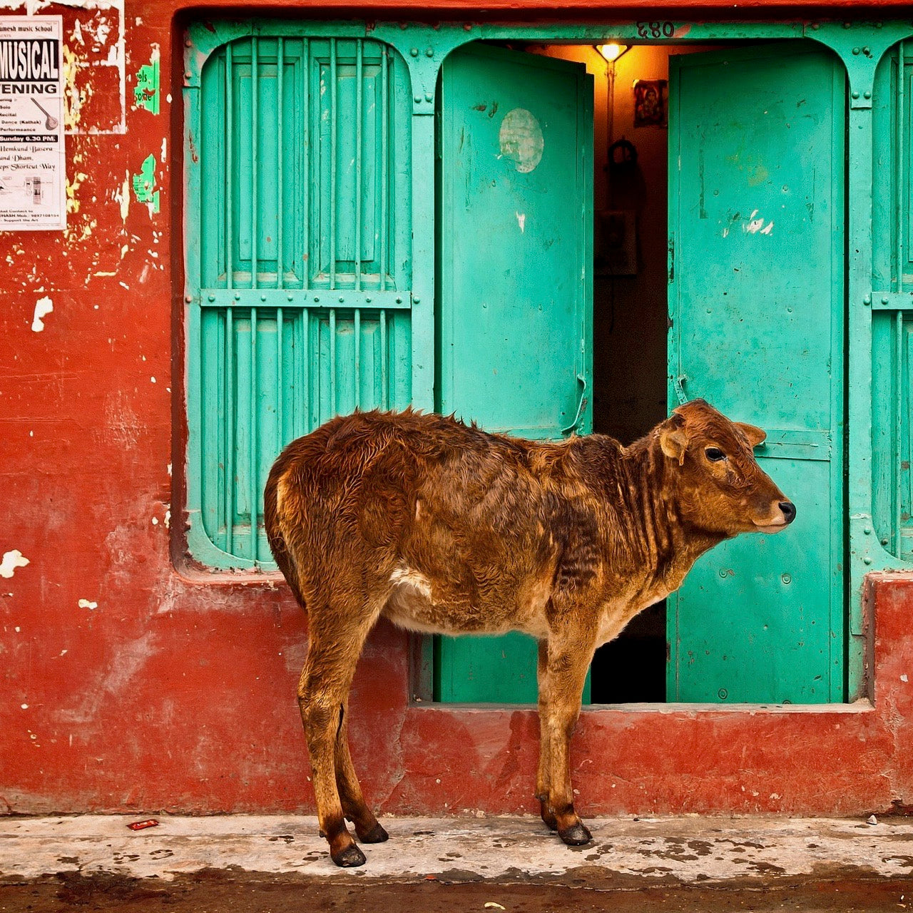 Incredible India Yoga Retreats
