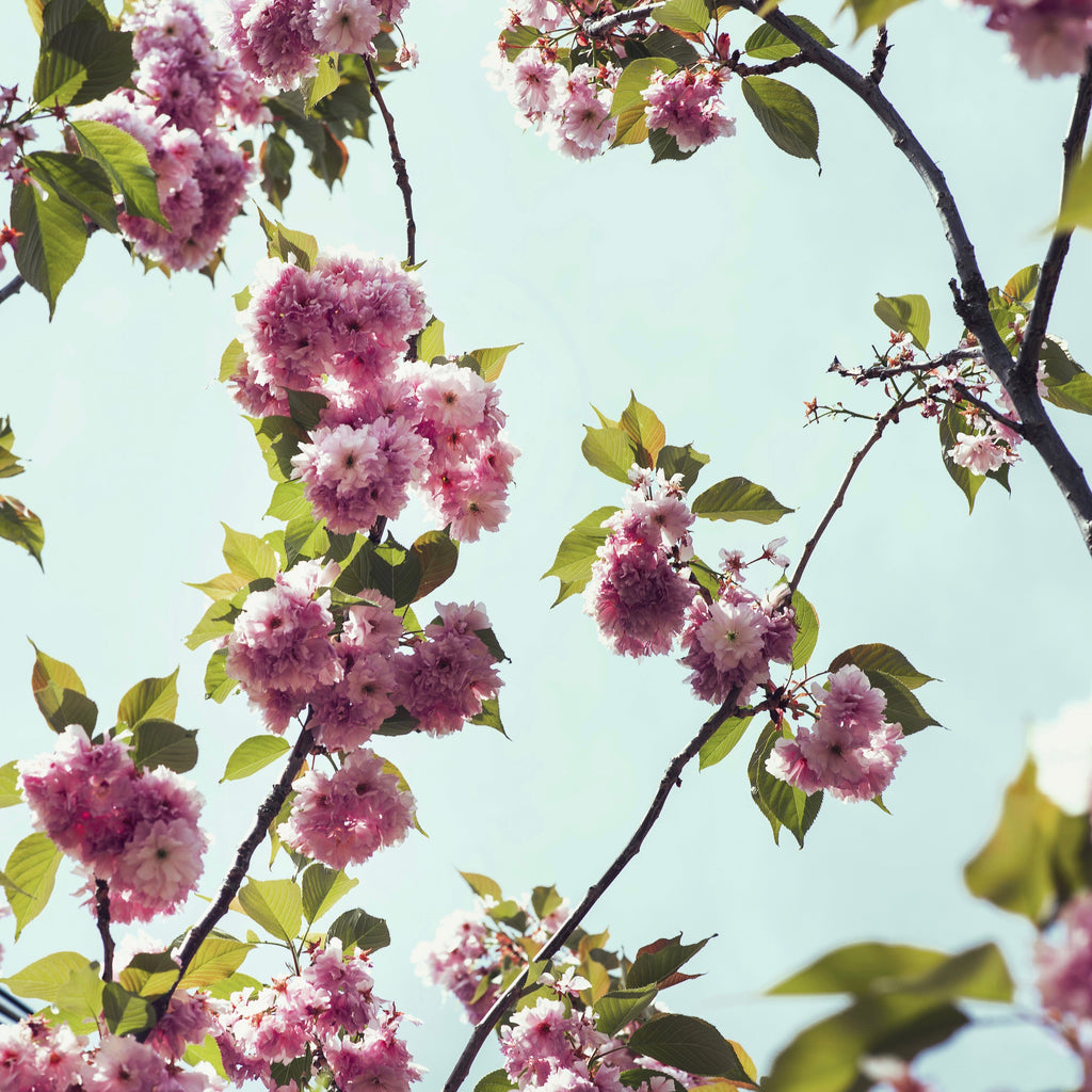 Gratitude Meditation